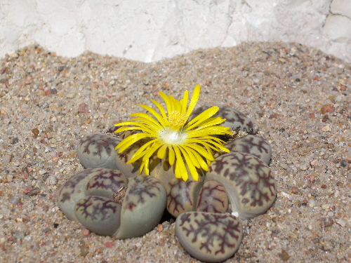 lithops bromfieldii v.mennellii
